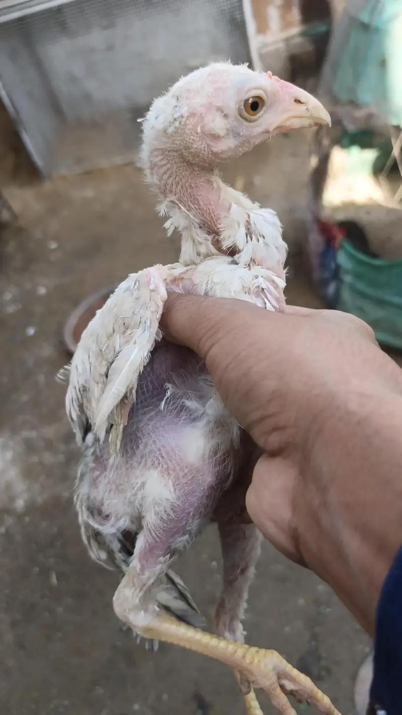0 size pair and 2 chicks wattsapp number 03000354411 — photo 10