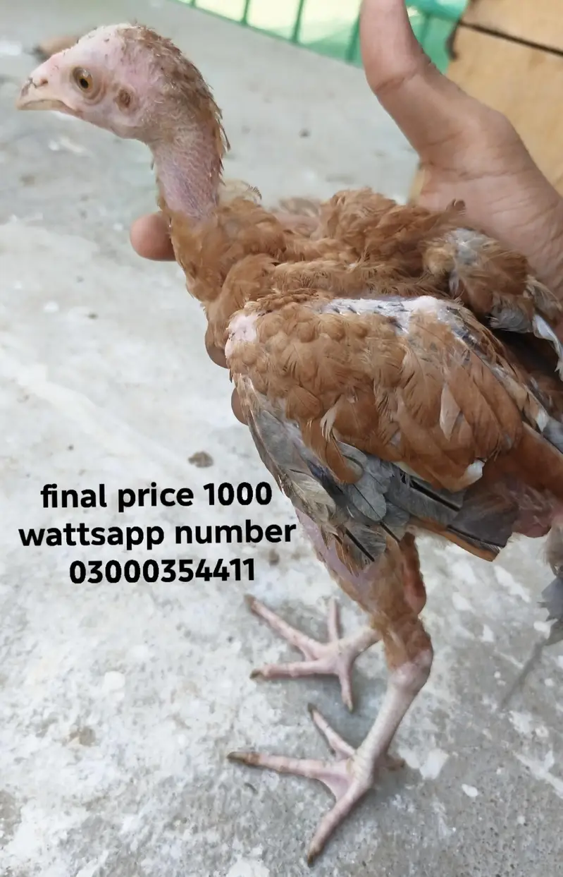 0 size pair and 2 chicks wattsapp number 03000354411 — photo 11