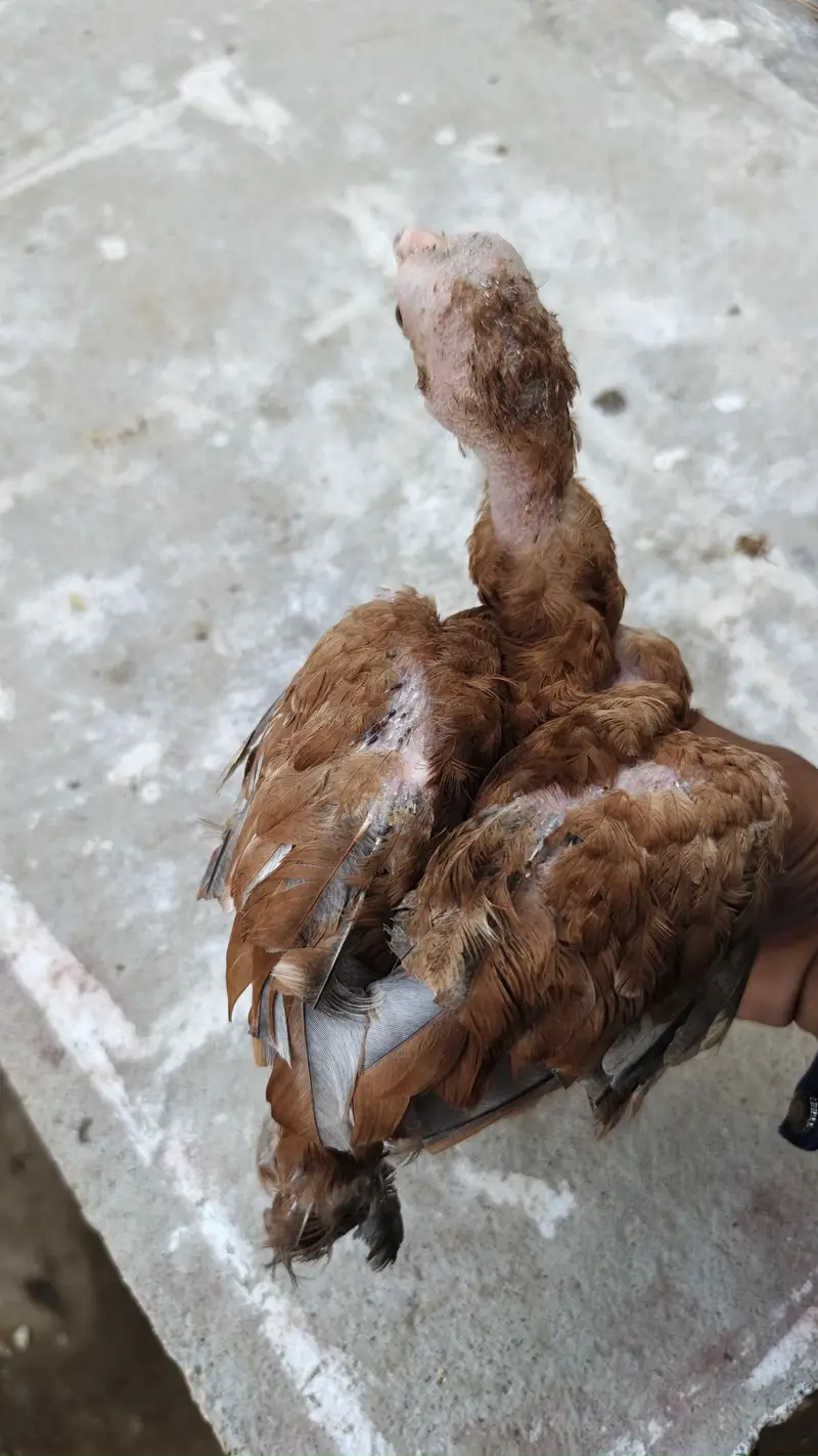 0 size pair and 2 chicks wattsapp number 03000354411 — photo 12