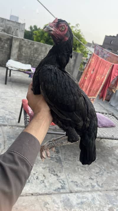 hen for sale