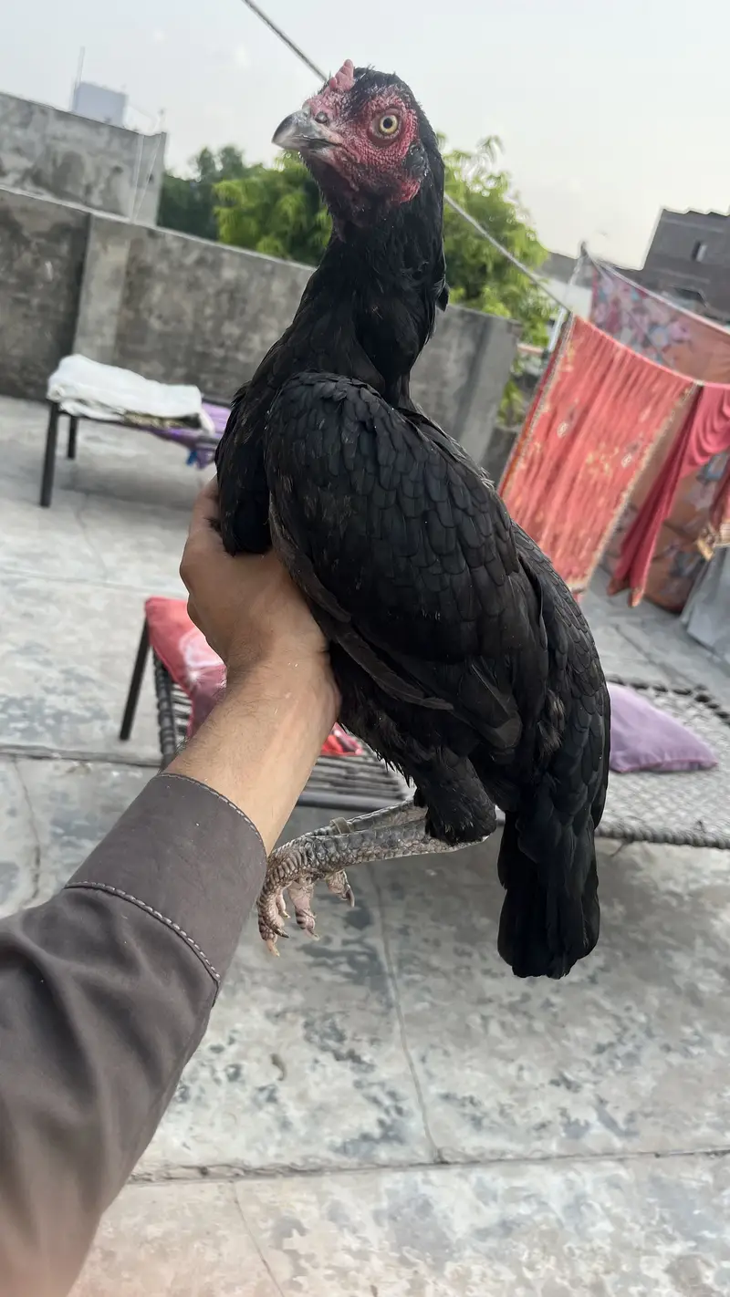 hen for sale — photo 2