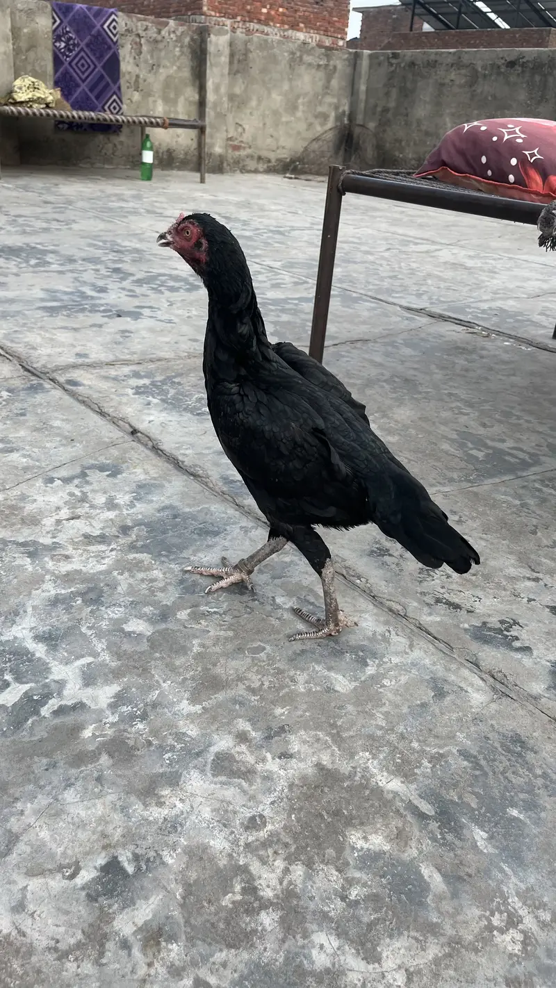 hen for sale — photo 3