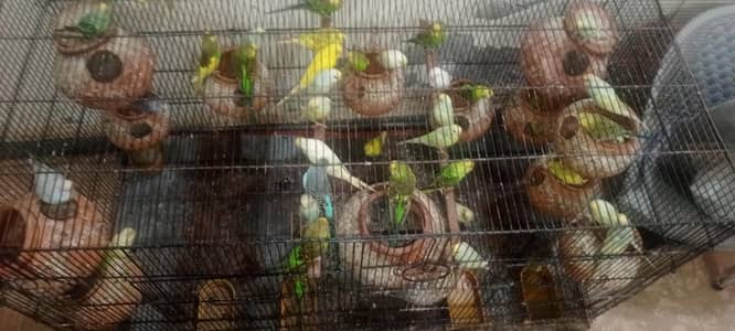 breeder pair
