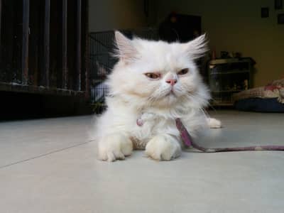 persian peke face male