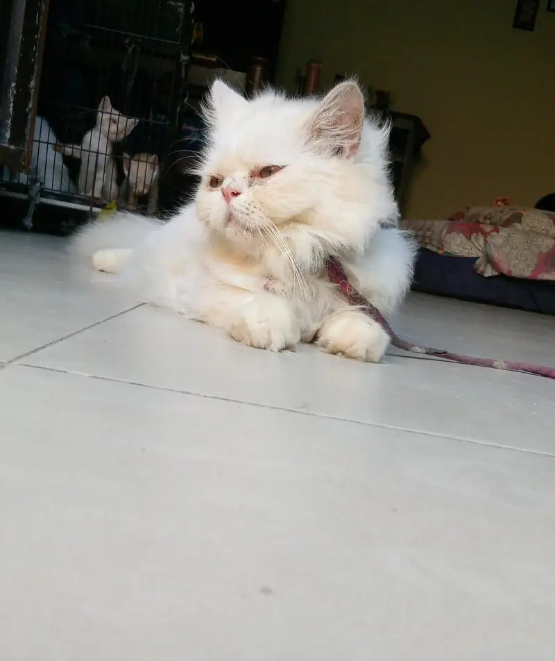persian peke face male — photo 2