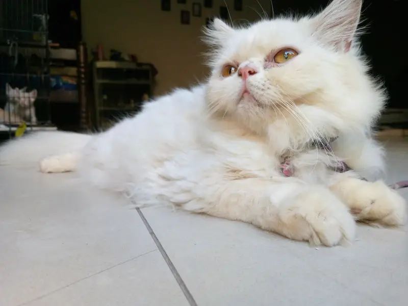 persian peke face male — photo 3