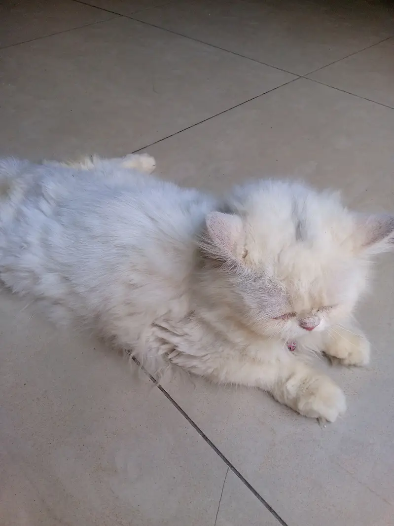 persian peke face male — photo 4