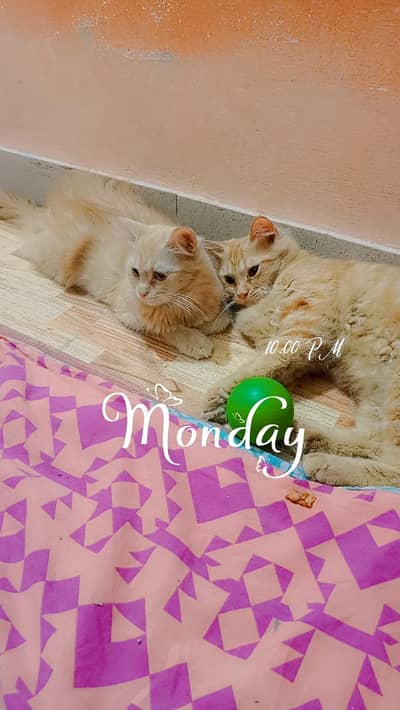 cross Persian cats