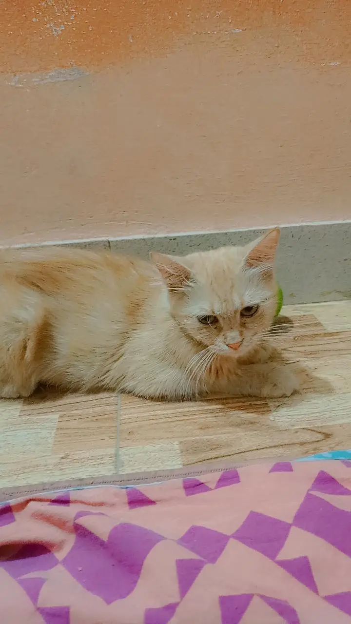 cross Persian cats — photo 2