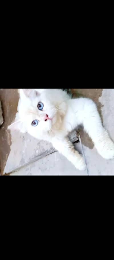 blue eyes male confirm stud for sale