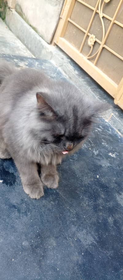 One female cat ands babies or one male cat a cash my phone number 0307
