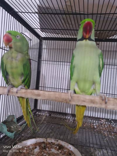 Healthy Talking Bird's