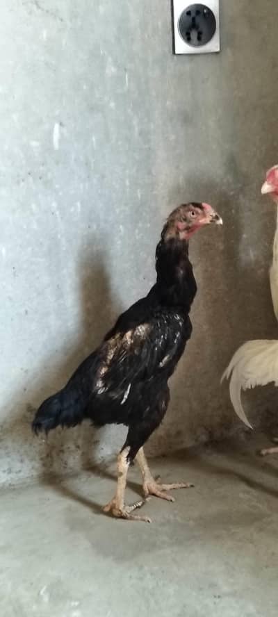 Shamo hen