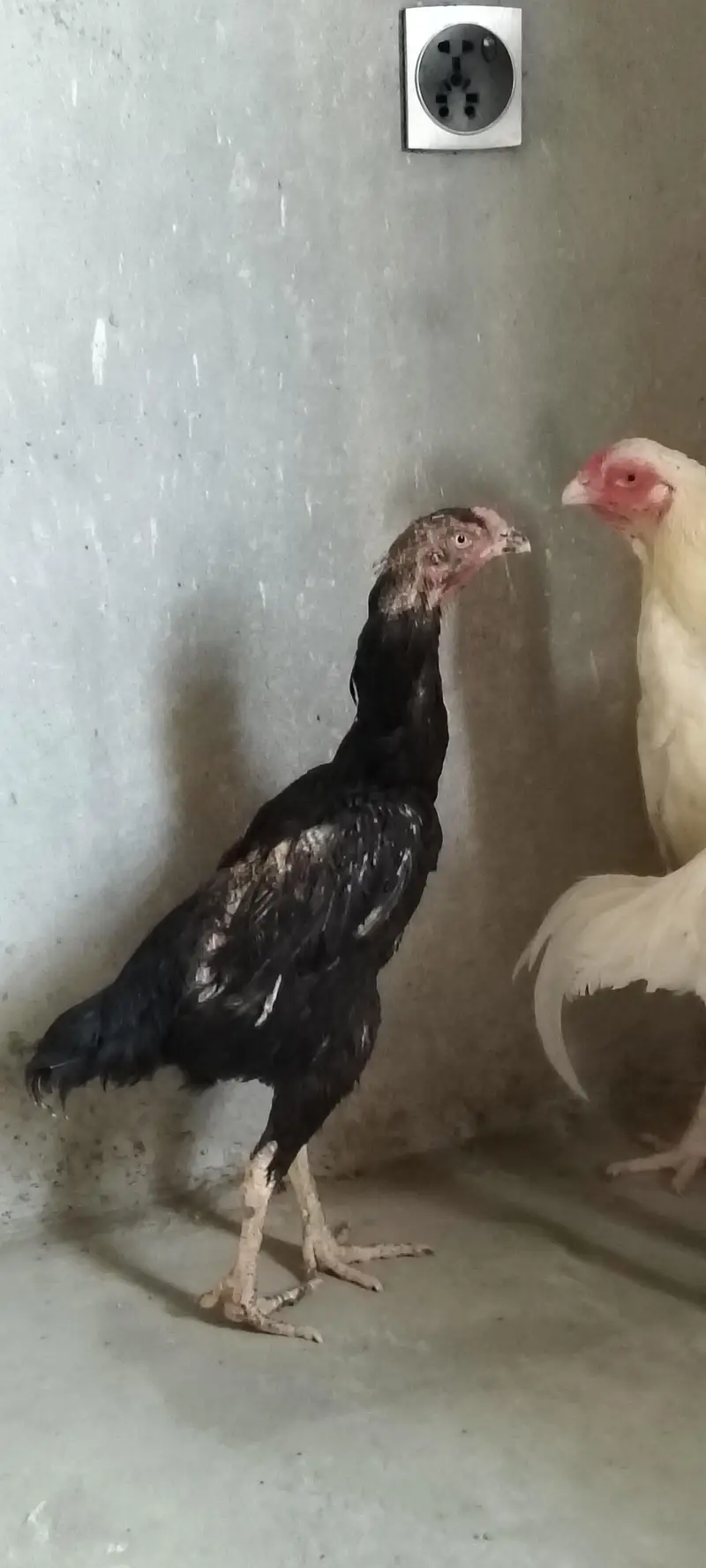 Shamo hen — photo 2