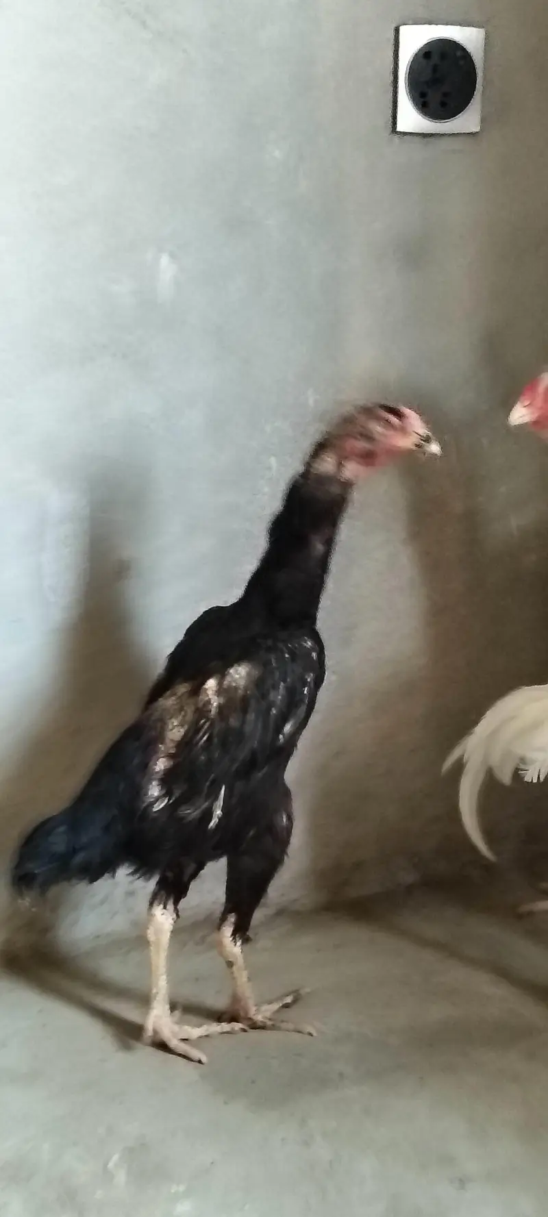 Shamo hen — photo 3