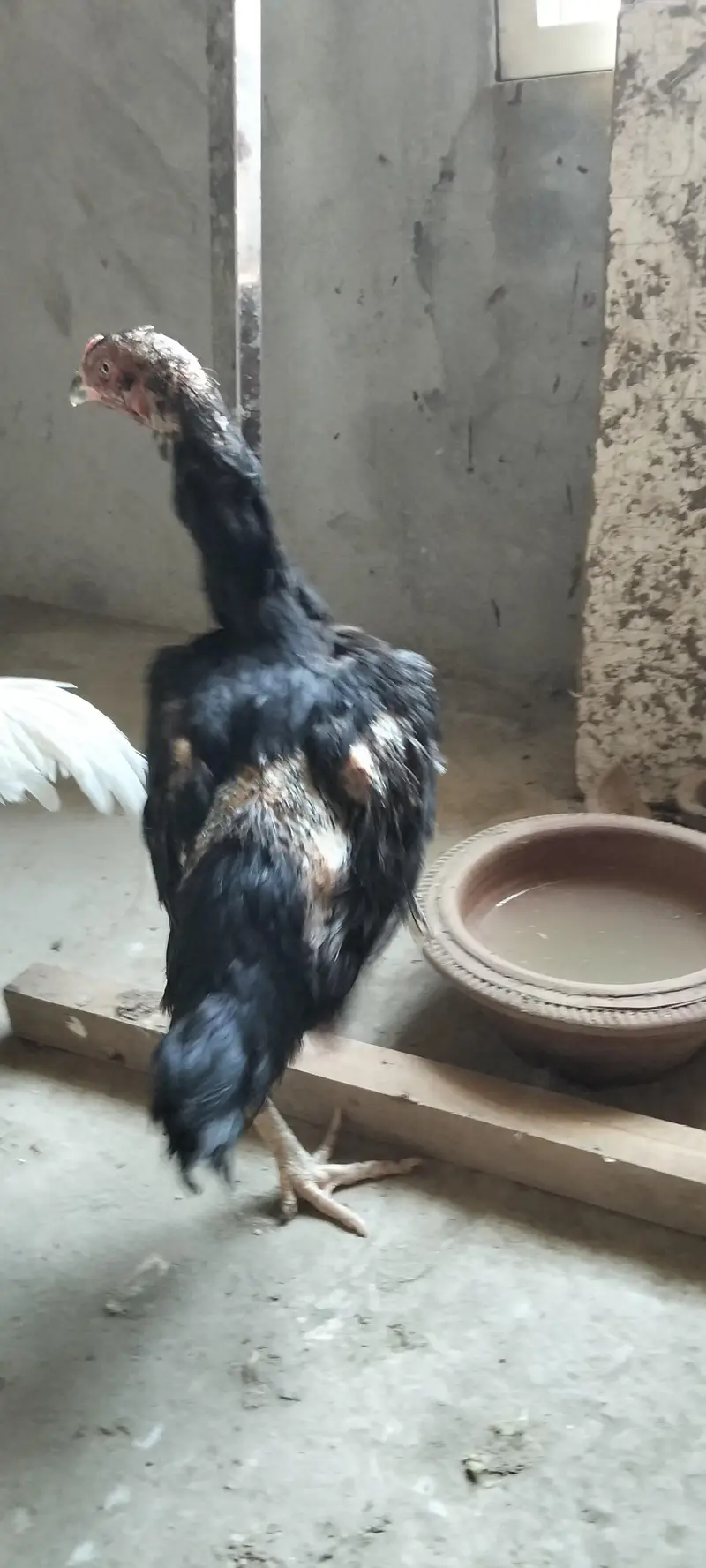 Shamo hen — photo 4
