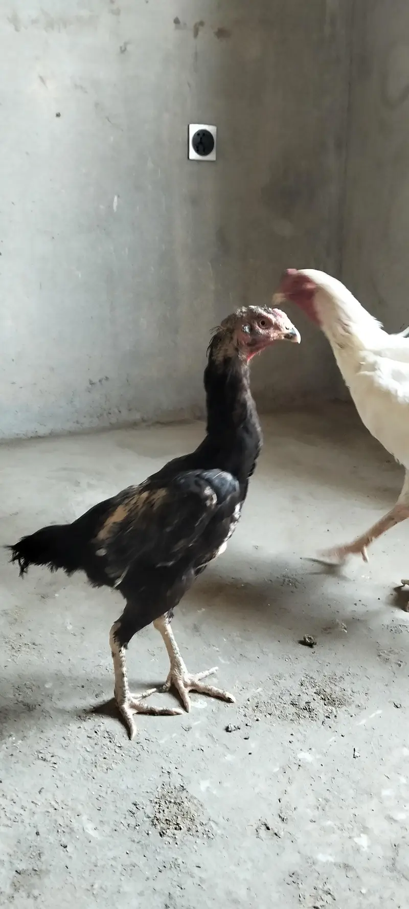 Shamo hen — photo 5