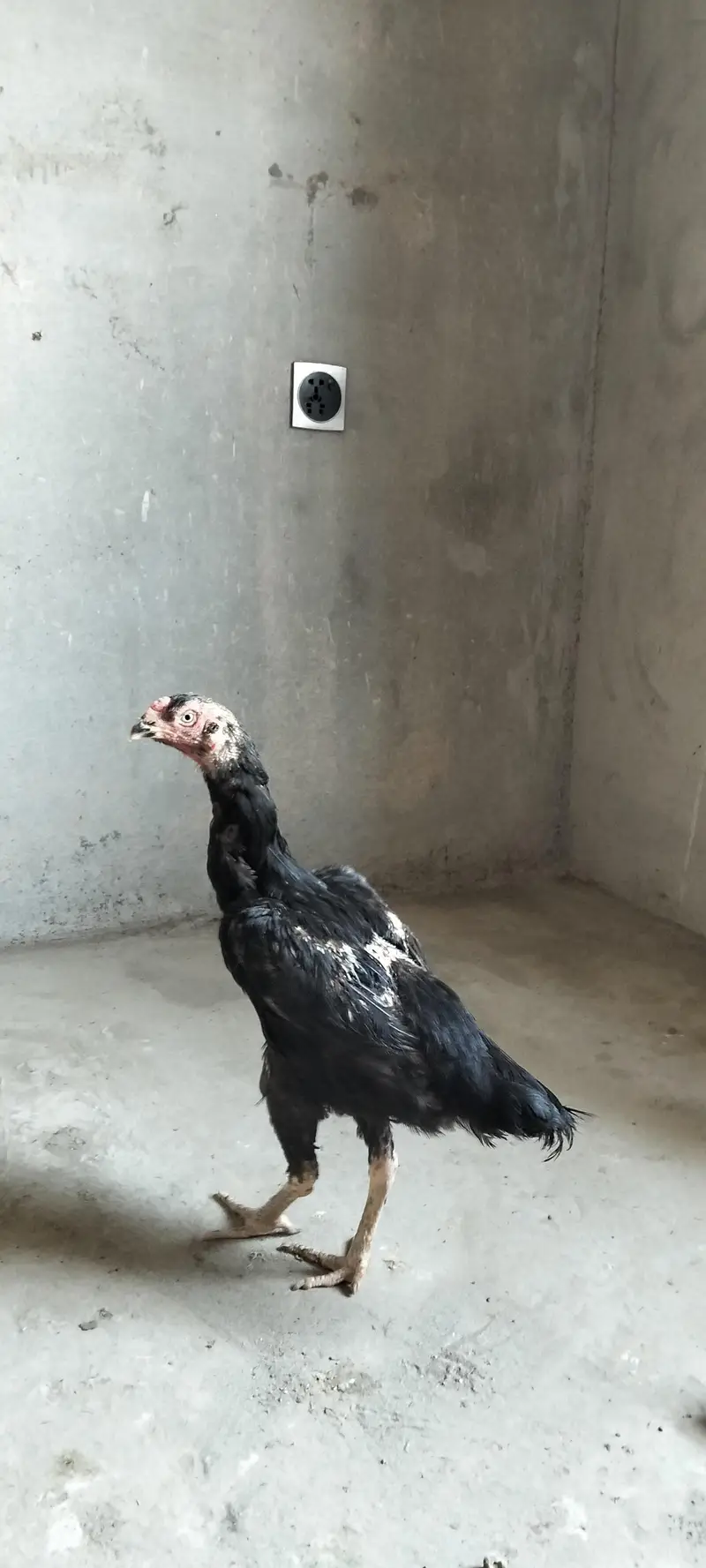 Shamo hen — photo 6