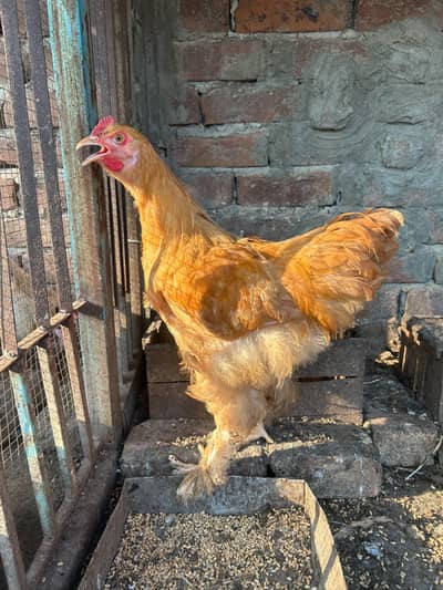 golden buff pair for sale