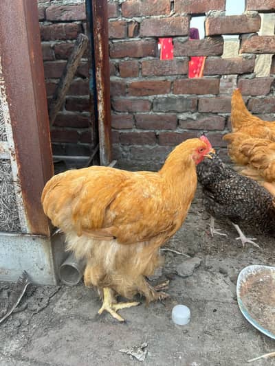 golden buff for sale