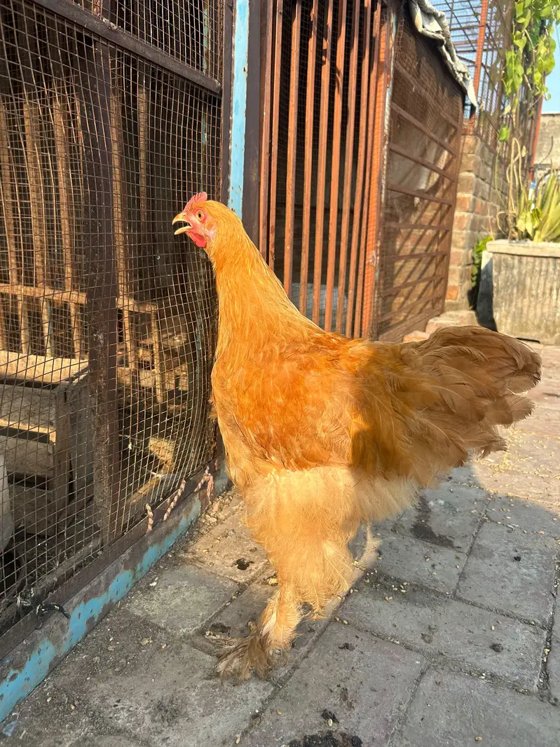 golden buff pair for sale — photo 3
