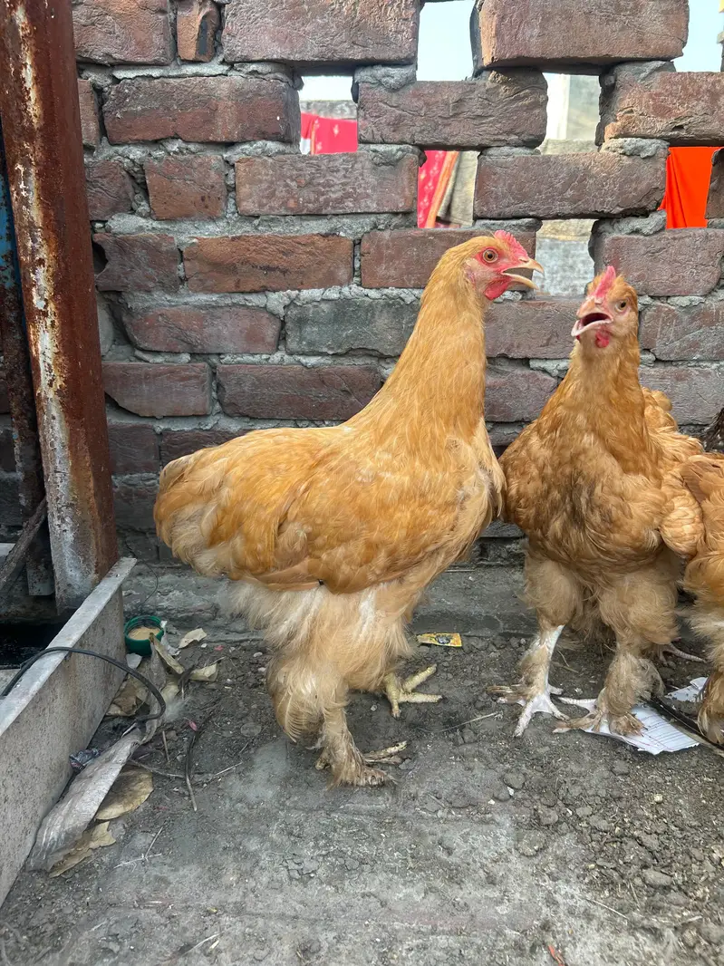 golden buff pair for sale — photo 4