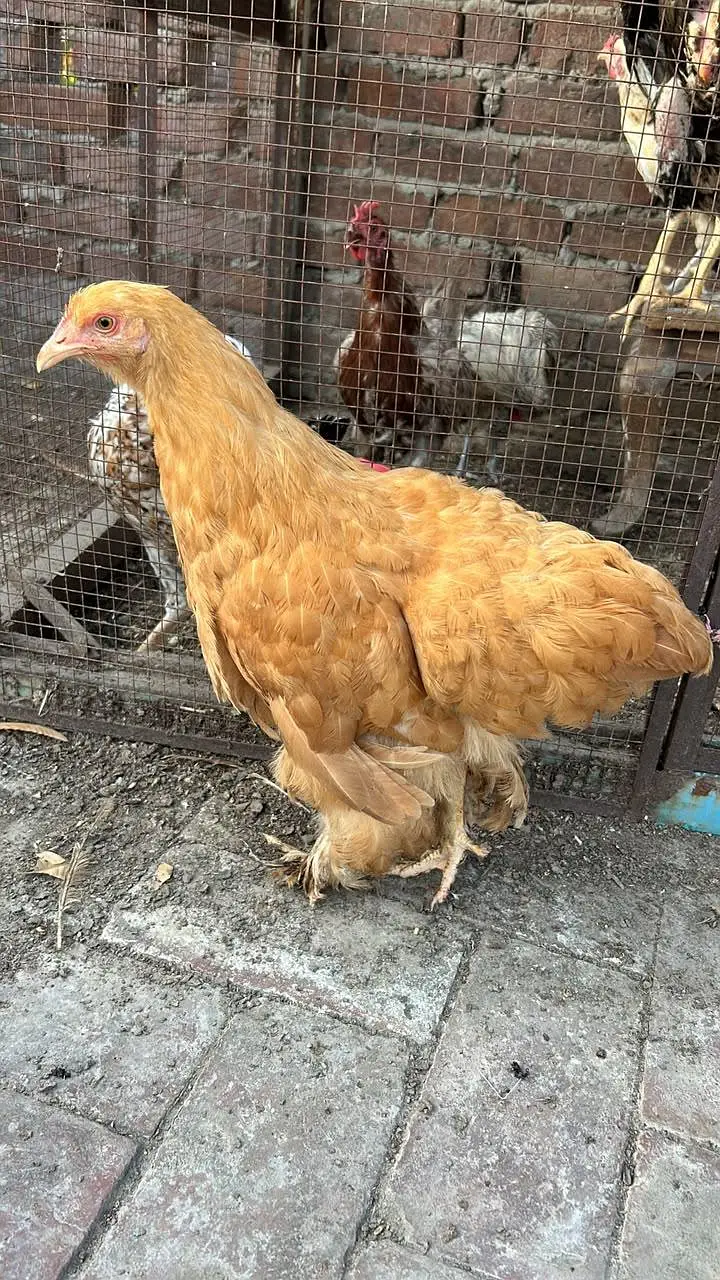 golden buff pair for sale — photo 5