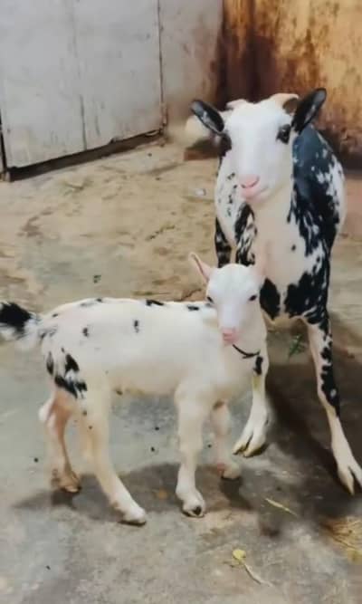 Teddy ablack Bakri with male bacha