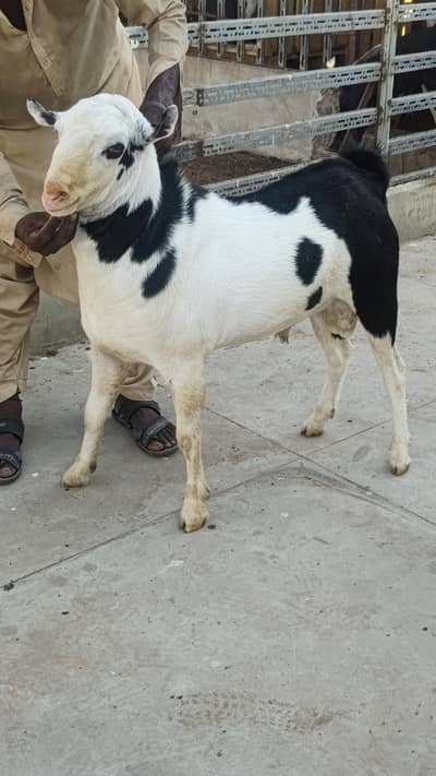 tedda breeder for sale