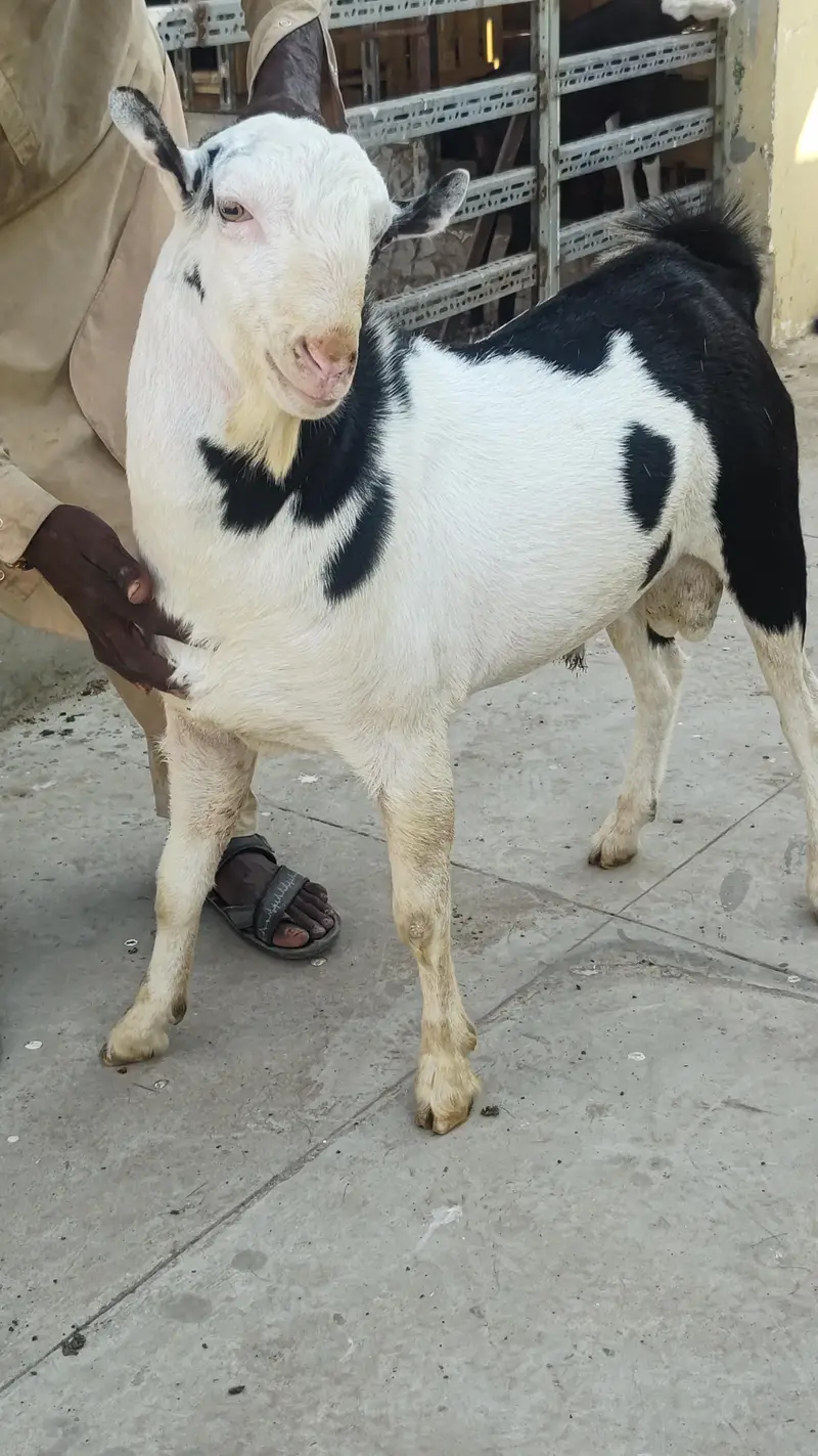 tedda breeder for sale — photo 2