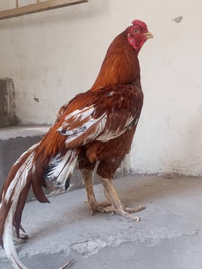 breeder aseel