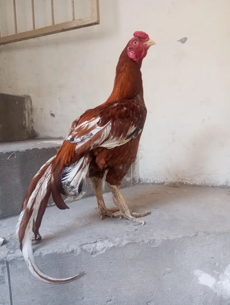 breeder aseel — photo 2