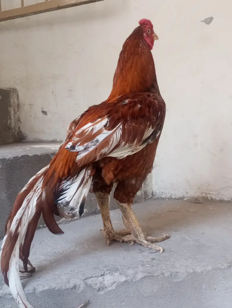 breeder aseel — photo 3