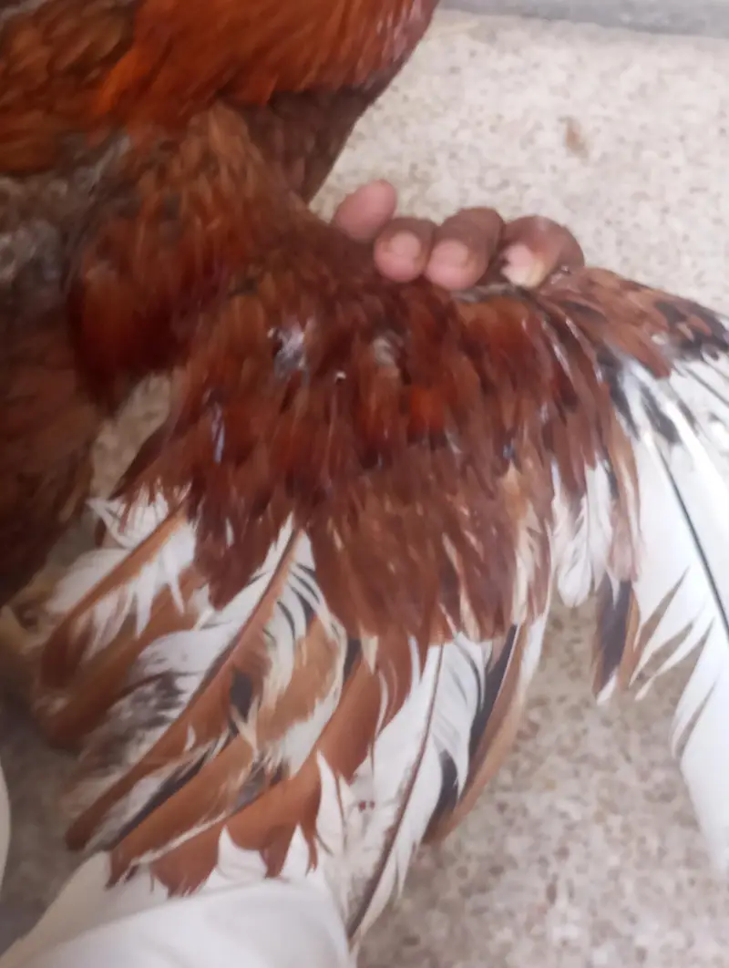 breeder aseel — photo 4