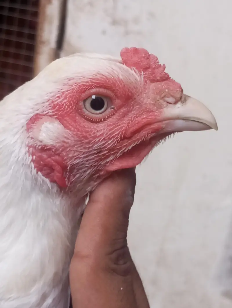 breeder aseel — photo 6