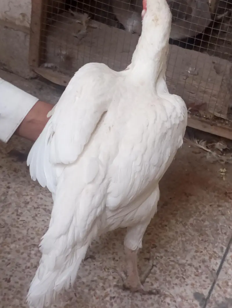 breeder aseel — photo 7