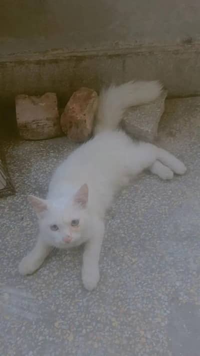 Persian kitten female for sale