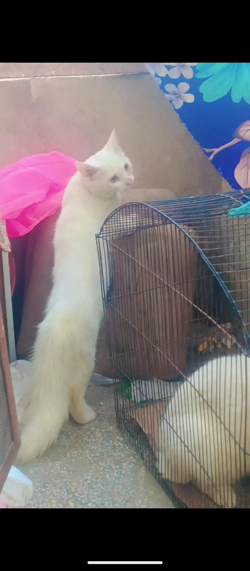 Persian kitten female for sale — photo 2