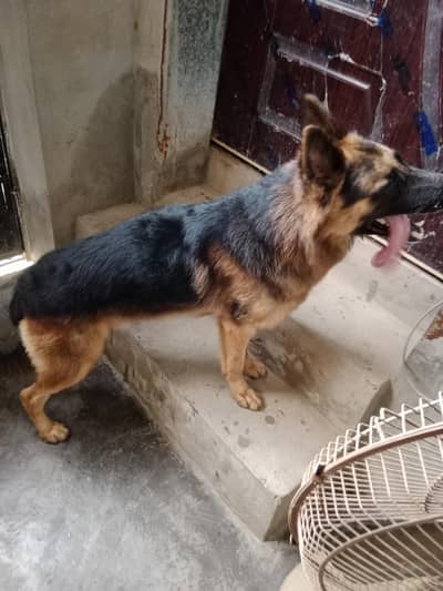 Dog sale