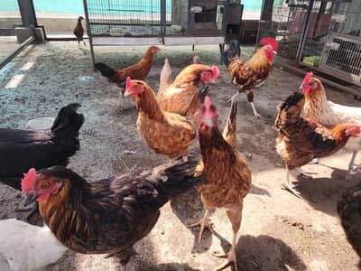 Hen for sale