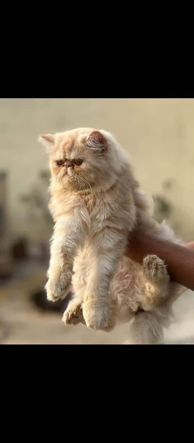 peke breeder female