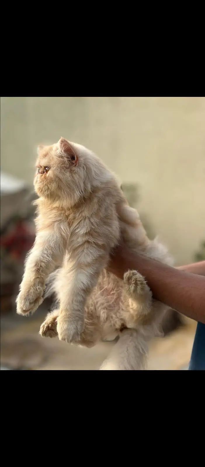 peke breeder female — photo 2