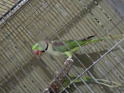 Raw Parrot Adult Male For Sale