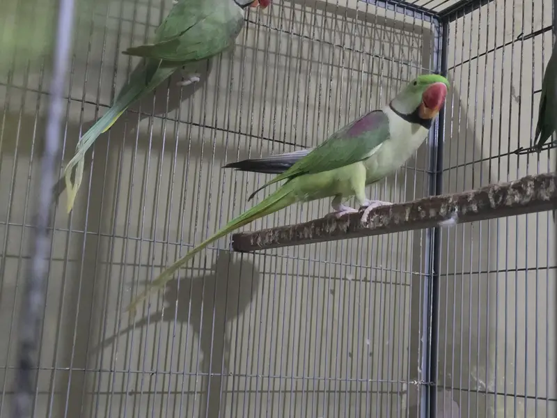 Raw Parrot Adult Male For Sale — photo 2