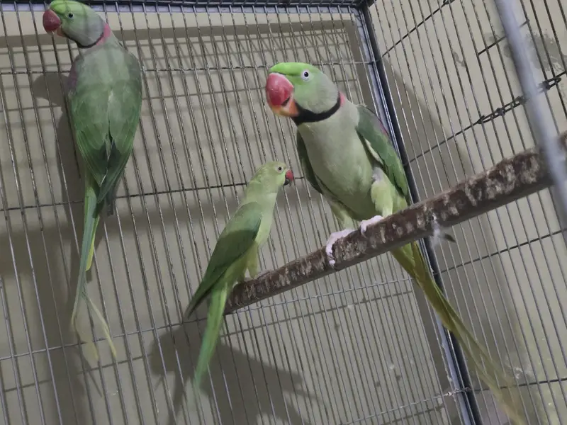 Raw Parrot Adult Male For Sale — photo 3