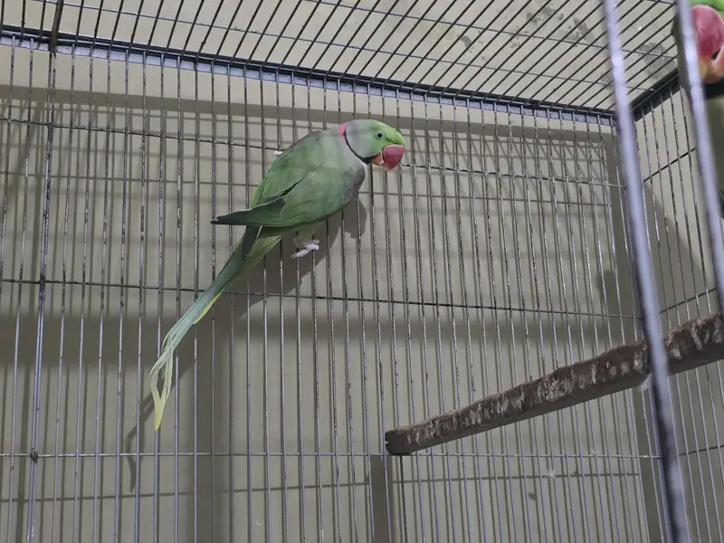 Raw Parrot Adult Male For Sale — photo 4