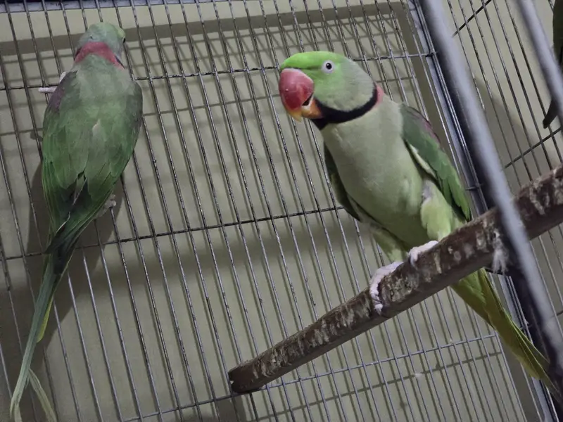Raw Parrot Adult Male For Sale — photo 5