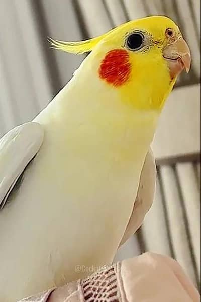 cocktails
