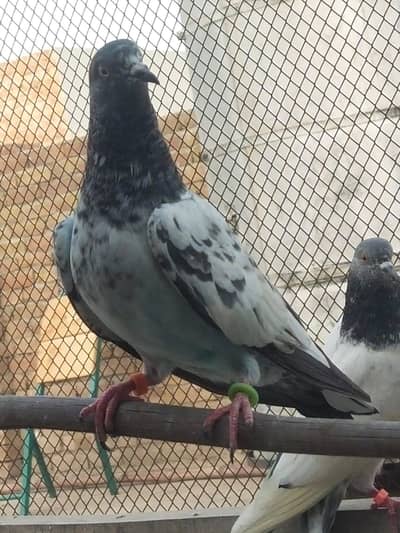 Pegons With Cage I Mix Breed I | High Quality | Kabootar For sale I