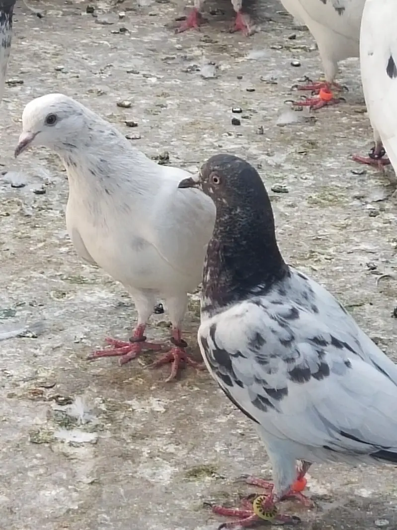 Pegons With Cage I Mix Breed I | High Quality | Kabootar For sale I — photo 2